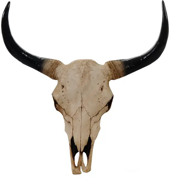 Deko Schädel 64cm Longhorn - Natur